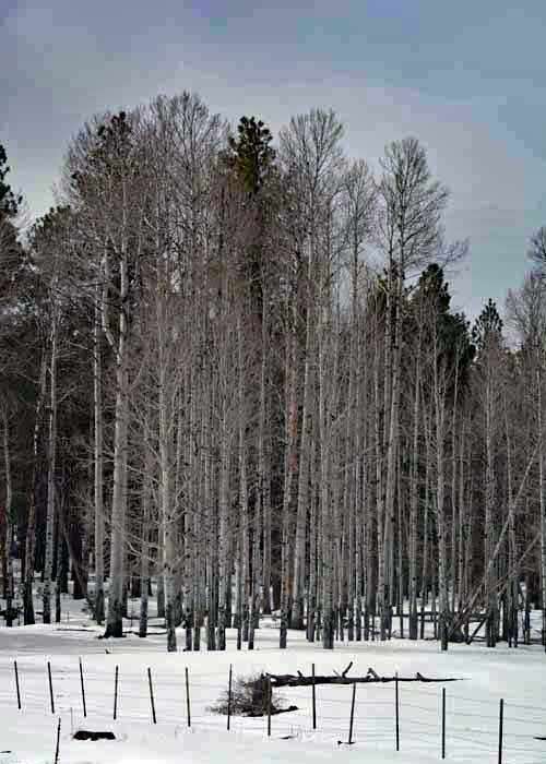 aspen trees in snow